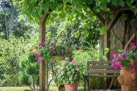 Pension Zum Ebenstein am Donausteig - Pensions
