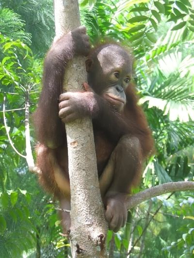 その他 セピロック ジャングル リゾートの写真