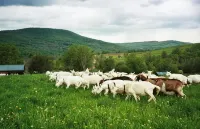 Farm Stay in Catskills Farmhouse Suite - Chalets