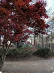 Wooded Oasis: Safe & Secluded 2BR, Full Bath Retreat - Homestays
