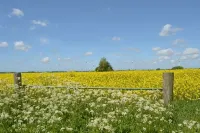 Romantic Frisian house on the East Frisian coast - Homestays