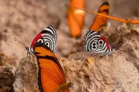 Tambopata Edosikiana Ecolodge Hotels in 