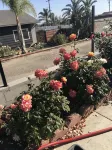 Meticulous Private House @Camarillo Heights-82" TV, Beach/Shopping - 4-Star