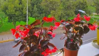 Hotel Inti Quito - pet friendly