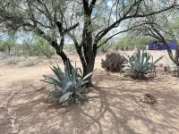 Ranchito Paraiso: Artsy Farm Stay in the Desert Hotels in Benson