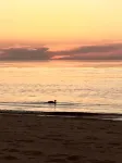 Great Location. Steps to McKinley Beach Walk to Town. Lg Private Yard,Fire Pit. - Beach