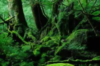 Minshuku Inakahama (Yakushima)