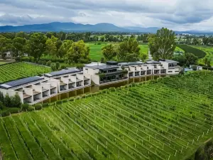 Viñedos San Francisco