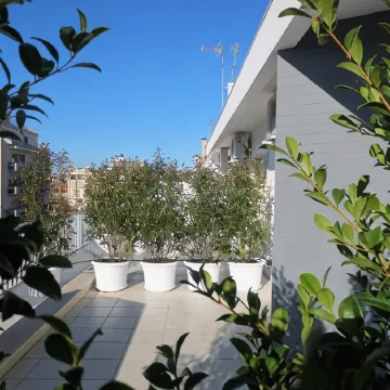 Gatto Bianco le Terrazze