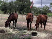 Tarpley Guesthouse/Hill Country/Private Pool - 4-Star