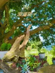 Yard Homestay