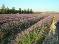 GIte in a quiet hamlet near Gordes - 2 étoiles