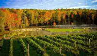 Moira Lake Motel - Pet friendly