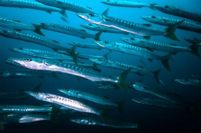 その他 フォーラ ダイビング リゾート パタヤ ビーチの写真