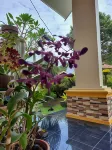 Guguak Puro Guest House Hotels in Padang Panjang