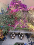 Riad le Lieu - Pet friendly