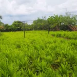 Bansuan Thanormpat Resort