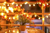 Loving Return · Cozy Stay Guesthouse（Dali Ancient Town, Yu'er Road Branch）