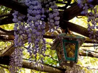 Il Roseto B&B Hotels in Ravello