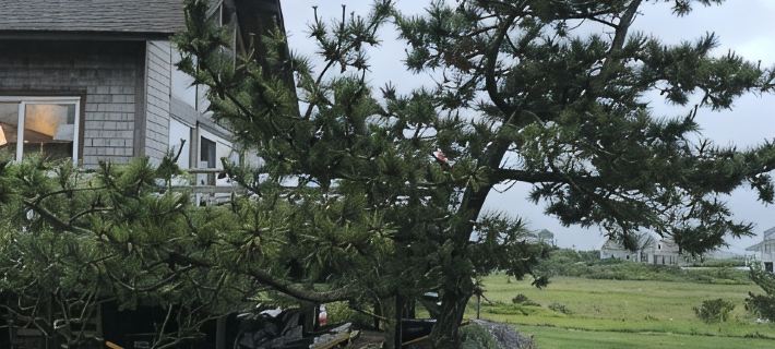 Ultimate relaxation at the beach and conservation land, completely renovated 낸터컷 호텔