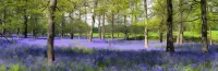 Avalon House B&B Hotels in Cadnam