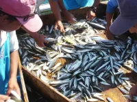 Hashiguchi Ryokan Hotels in Shinkamigoto