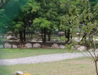 Song Qian Brigade live with sika deer - breakfast