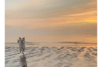 The Mermaid Inn Beach Cottage, Seabrook, NASA, Kemah, Pet Friendly! - Homestays