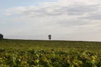 Best Western le Relais du Vigneron Hotels in Vertus