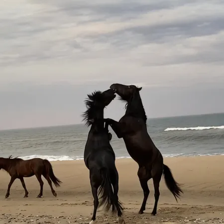Horse Inn Around:  Pet Friendly-so Bring the Whole Family!  Just 3 Mins to Beach
