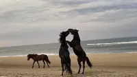 Horse Inn Around:  Pet Friendly-so Bring the Whole Family!  Just 3 Mins to Beach - 비치