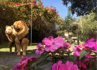 Samsara Hotel Salta - Pet Friendly