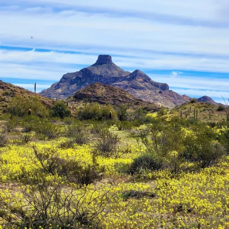 The Artists Cottage ~ Fun desert getaway