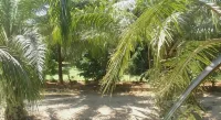 Phuendernthang Resort - Wifi