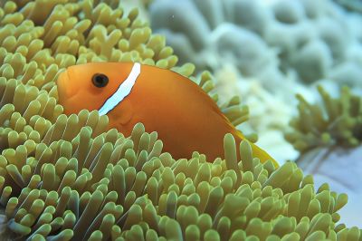 その他 アンサナ イフル モルディブの写真