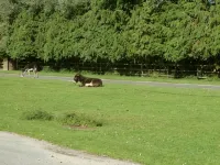 Cameron House Hotels in Bramshaw