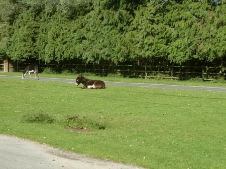 Cameron House Отели в г. Брамшо