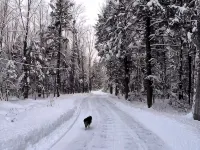 Charming private 3-bedroom on 3 acres in Sebago, Pool, Hot Tub, Large Firepit Hotels in Sebago