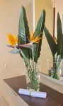 Apartamentos Strelitzias - 2-stjärniga