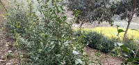 Tea Reasonable Homestay