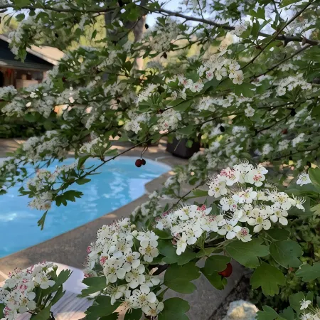 Robin's Nest - Cozy & quiet guest house minutes from historic downtown Mariposa