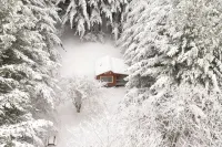 Remote Tiny Cabin & Hiking!