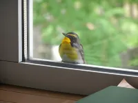 Gasthof Papilio 데시카가 정 호텔