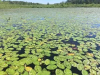 Quiet Grand Mere Coach House on Lake Michigan - Homestays