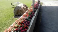 Davis Motel - Pet friendly