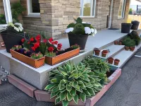 Tulip Motel Hotels in Woodstock