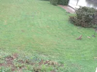 HOLIDAY APARTMENT ON THE FOREST 3 ザンクト・アンドレーアスベルクのホテル