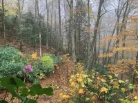 Spacious suite surrounded by nature with living room, fireplace, porch, fire pit