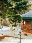 Cozy cabin on the bank of Bear Creek with a hot tub to relax in! - Alojamientos