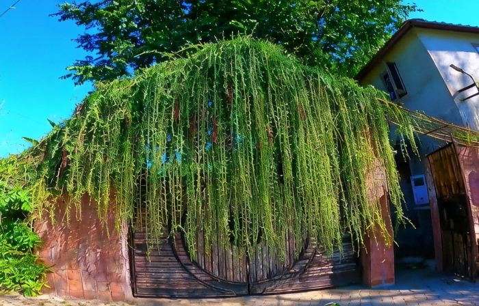 Sdd Bamboo Village Resort
